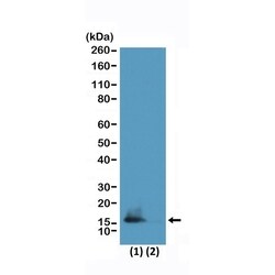 Invitrogen H3K9me2/H3K14ac Recombinant Rabbit Monoclonal Antibody (RM322) 100 &mu;L | Buy Online | Invitrogen&trade; | Fisher Scientific