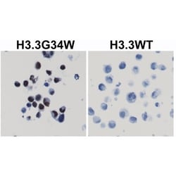 Invitrogen H3.3 G34W oncohistone mutant Recombinant Rabbit Monoclonal Antibody
