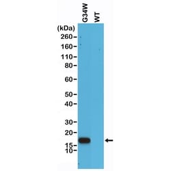 Invitrogen H3.3 G34W oncohistone mutant Recombinant Rabbit Monoclonal Antibody