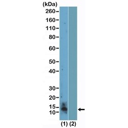 Invitrogen H4R3me2s Recombinant Rabbit Monoclonal Antibody (RM459) 100 &mu;g | Buy Online | Invitrogen&trade; | Fisher Scientific