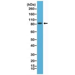 Invitrogen PSD-95 Recombinant Rabbit Monoclonal Antibody (RM288) 100 &mu;L;