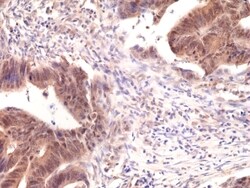 Invitrogen SMAD4 Recombinant Rabbit Monoclonal Antibody (RM277) 100 &mu;L;