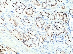 Invitrogen Nkx3.1 Recombinant Rabbit Monoclonal Antibody (RM430) 100 &mu;L;