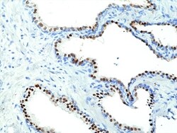 Invitrogen Nkx3.1 Recombinant Rabbit Monoclonal Antibody (RM430) 100 &mu;L;