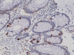 Invitrogen Synaptophysin Recombinant Rabbit Monoclonal Antibody (RM258)