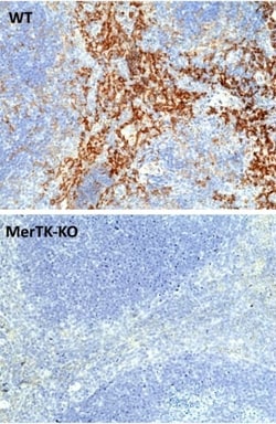Invitrogen MERTK Recombinant Rabbit Monoclonal Antibody (RM469) 100 &mu;L;