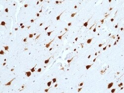 Invitrogen NeuN Recombinant Rabbit Monoclonal Antibody (RM312) 100 &mu;L;