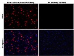 Invitrogen NeuN Recombinant Rabbit Monoclonal Antibody (RM312) 100 &mu;L;