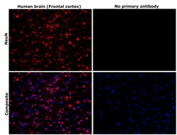 Invitrogen NeuN Recombinant Rabbit Monoclonal Antibody (RM312) 100 &mu;L;