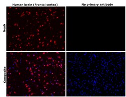 Invitrogen NeuN Recombinant Rabbit Monoclonal Antibody (RM312) 100 &mu;L;