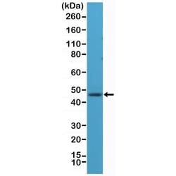 Invitrogen NeuN Recombinant Rabbit Monoclonal Antibody (RM312) 100 &mu;L;