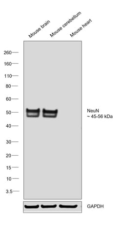 Invitrogen NeuN Recombinant Rabbit Monoclonal Antibody (RM312) 100 &mu;L;