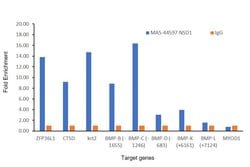 Invitrogen NSD1 Recombinant Rabbit Monoclonal Antibody (1B1) 100 &mu;L;