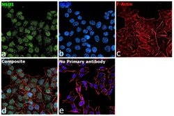 Invitrogen NSD1 Recombinant Rabbit Monoclonal Antibody (1B1) 100 &mu;L;
