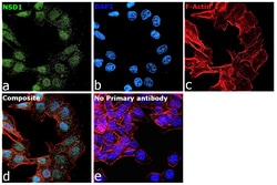 Invitrogen NSD1 Recombinant Rabbit Monoclonal Antibody (1B1) 100 &mu;L;