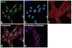 Invitrogen NSD1 Recombinant Rabbit Monoclonal Antibody (1B1) 100 &mu;L;