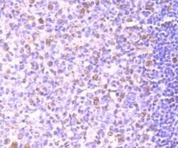 Invitrogen PTBP1 Monoclonal Antibody (5C1) 100 &mu;L; Unconjugated:Antibodies,