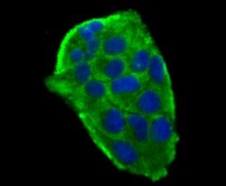 Invitrogen gamma Tubulin Monoclonal Antibody (10-A4) 100 &mu;L; Unconjugated:Antibodies,