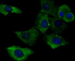 Invitrogen gamma Tubulin Monoclonal Antibody (10-A4) 100 &mu;L; Unconjugated:Antibodies,