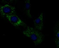 Invitrogen GRP94 Monoclonal Antibody (F1-D10-G3) 100 &mu;L; Unconjugated:Antibodies,