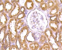 Invitrogen GRP94 Monoclonal Antibody (F1-D10-G3) 100 &mu;L; Unconjugated:Antibodies,
