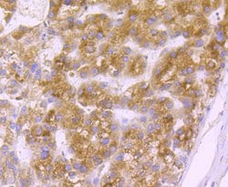 Invitrogen GRP94 Monoclonal Antibody (F1-D10-G3) 100 &mu;L; Unconjugated:Antibodies,
