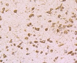 Invitrogen GRP94 Monoclonal Antibody (F1-D10-G3) 100 &mu;L; Unconjugated:Antibodies,