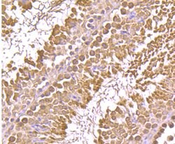 Invitrogen GRP94 Monoclonal Antibody (F1-D10-G3) 100 &mu;L; Unconjugated:Antibodies,