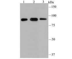 Invitrogen GRP94 Monoclonal Antibody (F1-D10-G3) 100 &mu;L; Unconjugated:Antibodies,