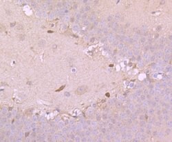 Invitrogen GRP75 Monoclonal Antibody (A6-A5-B1) 100 &mu;L; Unconjugated:Antibodies,