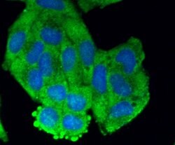Invitrogen GRP75 Monoclonal Antibody (A6-A5-B1) 100 &mu;L; Unconjugated:Antibodies,