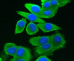 Invitrogen GRP75 Monoclonal Antibody (A6-A5-B1) 100 &mu;L; Unconjugated:Antibodies,