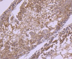 Invitrogen GRP75 Monoclonal Antibody (A6-A5-B1) 100 &mu;L; Unconjugated:Antibodies,