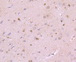 Invitrogen GRP75 Monoclonal Antibody (A6-A5-B1) 100 &mu;L; Unconjugated:Antibodies,