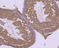 Invitrogen GRP75 Monoclonal Antibody (A6-A5-B1) 100 &mu;L; Unconjugated:Antibodies,