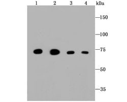 Invitrogen GRP75 Monoclonal Antibody (A6-A5-B1) 100 &mu;L; Unconjugated:Antibodies,