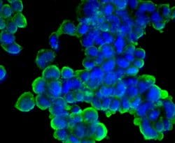 Invitrogen Cyclin A2 Monoclonal Antibody (N0-E3) 100 &mu;L; Unconjugated:Antibodies,