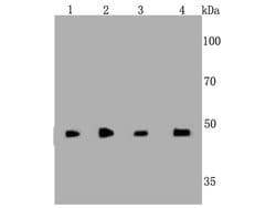 Invitrogen Cyclin A2 Monoclonal Antibody (N0-E3) 100 &mu;L; Unconjugated:Antibodies,
