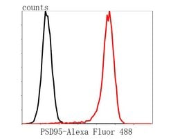 Invitrogen PSD-95 Monoclonal Antibody (B5-E6) 100 &mu;L; Unconjugated:Antibodies,