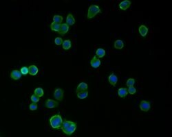 Invitrogen PSD-95 Monoclonal Antibody (B5-E6) 100 &mu;L; Unconjugated:Antibodies,