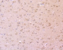 Invitrogen PSD-95 Monoclonal Antibody (B5-E6) 100 &mu;L; Unconjugated:Antibodies,