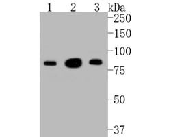 Invitrogen PSD-95 Monoclonal Antibody (B5-E6) 100 &mu;L; Unconjugated:Antibodies,