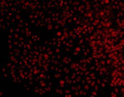 Invitrogen ERK1 Monoclonal Antibody (7-D6-E5) 100 &mu;L; Unconjugated:Antibodies,