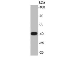 Invitrogen ERK1 Monoclonal Antibody (7-D6-E5) 100 &mu;L; Unconjugated:Antibodies,