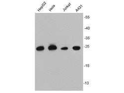 Invitrogen HSP27 Monoclonal Antibody (10-8) 100 &mu;L; Unconjugated:Antibodies,