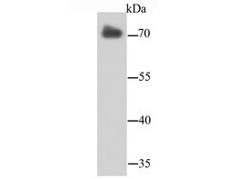 Invitrogen Lamin B2 Monoclonal Antibody (D5-C2) 100 &mu;L; Unconjugated:Antibodies,
