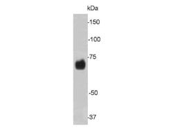 Invitrogen Lamin B2 Monoclonal Antibody (D5-C2) 100 &mu;L; Unconjugated:Antibodies,