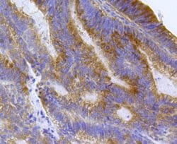 Invitrogen EEA1 Monoclonal Antibody (B0-A8) 100 &mu;L; Unconjugated:Antibodies,