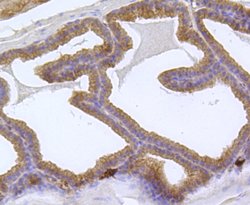 Invitrogen EEA1 Monoclonal Antibody (B0-A8) 100 &mu;L; Unconjugated:Antibodies,