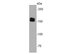 Invitrogen EEA1 Monoclonal Antibody (B0-A8) 100 &mu;L; Unconjugated:Antibodies,